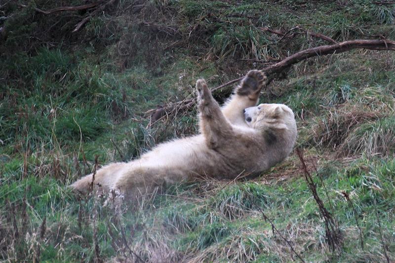 2011-11-19_Highland_Wildlife_Park_0008.jpg