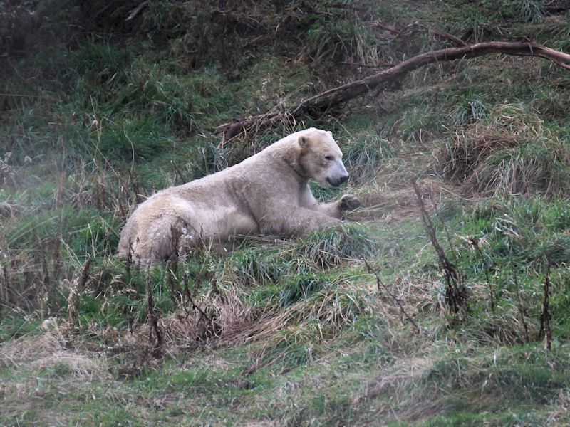 2011-11-19_Highland_Wildlife_Park_0009.jpg