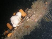 2007-09-29_Oban_Diving_0005.jpg