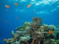 2012-11-03 Dahab_0026.jpg