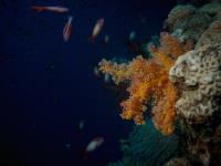 2012-11-03 Dahab_0123.jpg