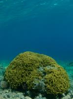 2012-11-03 Dahab_0155.jpg