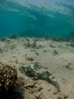 2012-11-03 Dahab_0206.jpg