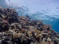 2012-11-03 Dahab_0224.jpg