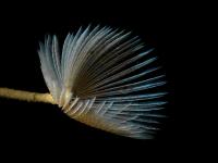 2014-04-11 Ullapool Diving_0002.jpg