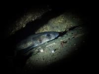 2014-04-11 Ullapool Diving_0021.jpg