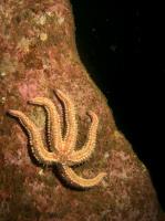 2014-04-11 Ullapool Diving_0036.jpg