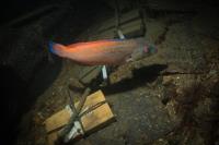 2014-10-04 Lochaline_0009.jpg