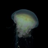 2015-06-12 Castle Sween_0009.jpg