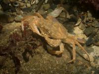 2015-06-12 Castle Sween_0019.jpg