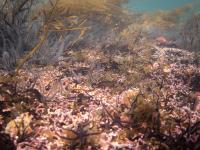 2015-06-12 Castle Sween_0038.jpg